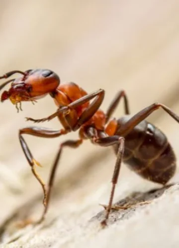 ant-control