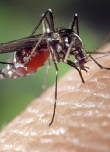 mosquito