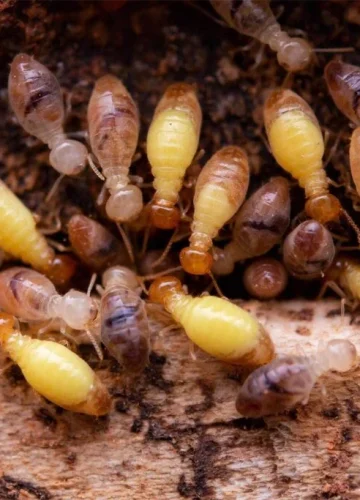 termites-eat-wooden-planks-damage-of-a-wooden-hou-2025-01-08-04-05-20-MTUX8JZ-1024x683